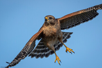 Red shouldered hawk in flight
