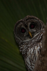 Barred owl on perch