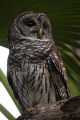 Barred owl on perch