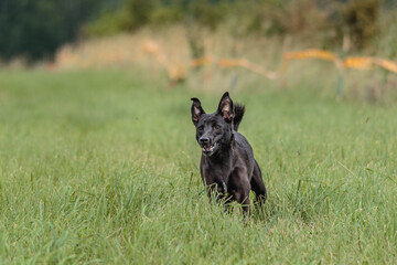 Dog running in the field on lure coursing competition