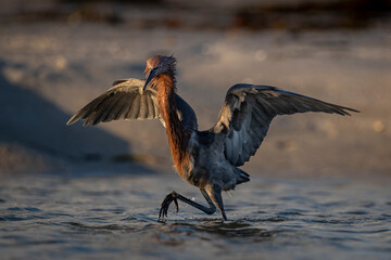 Reddish egret hunting in tidal pools