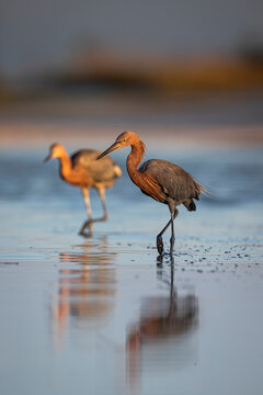 Reddish Egrets Hunting In Tidal Pools