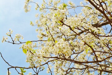 blooming tree