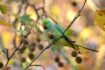 Rose-ringed parakeet (Psittacula krameri) on branch