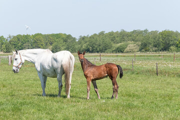 Fototapeta premium A white mare with a funny brown foal in the pasture. Country summer landscape