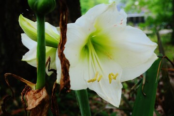 white and yellow flower, lilies in the cemetery