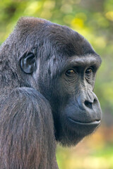 Portrait of Western Lowland Gorilla