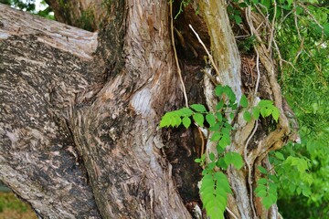 gnarly tree trunk old juniper