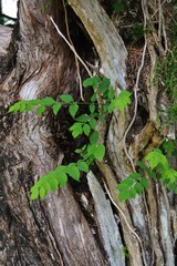 gnarly tree trunk old juniper