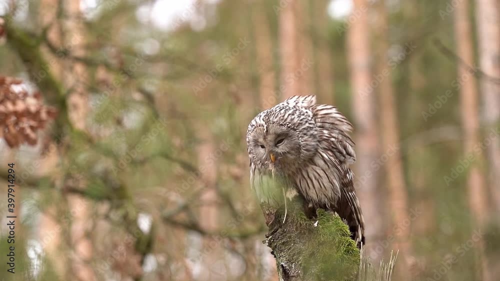 Poster ural owl eating hunted mouse. owl in the forrest on a tree stump with prey in claws. smooth slow mot
