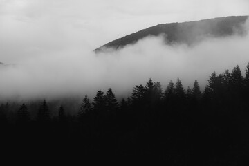 Czarno biały krajobraz bieszczadzkiego lasu iglastego z unoszącymi się nad nim chmurami oraz...