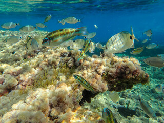 Fototapeta na wymiar Algerian fish, algeria sea, jijel Algeria, Mediterranean fish, underwater Mediterranean sea