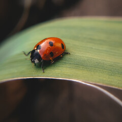 ladybird on a leaf