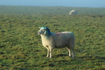 Young Cheviot breed sheep on farmland shrouded in mist in rural Ireland