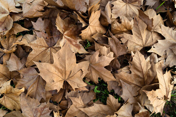 bed of leaves at fall
