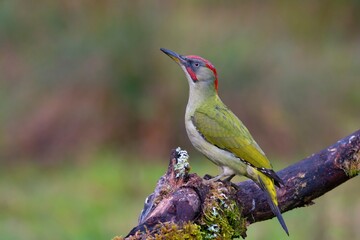 Female european green woodpecker on a branch