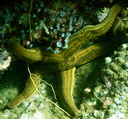 Costa Rica pacific sea life
