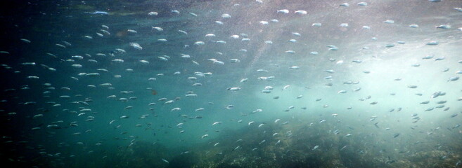 Costa Rica pacific sea life