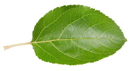 Leaf apple with clipping path