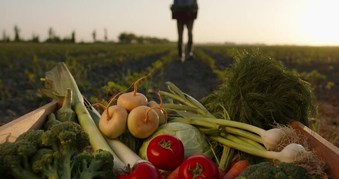 Farmer putting boxes of freshly harvested veggies down. Ranch worker carrying local organic vegetable crops in field - agriculture concept 4k footage