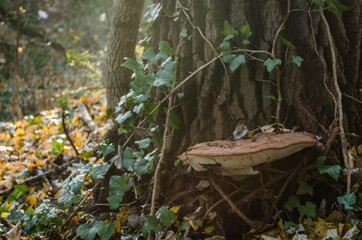 A huge spot on an old poplar tree 