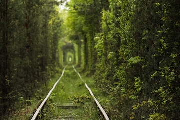 Natural tunnel of love formed by trees in Ukraine, Klevan. old railway in the beautiful tunnel in summer day. photo out of focus on the background.