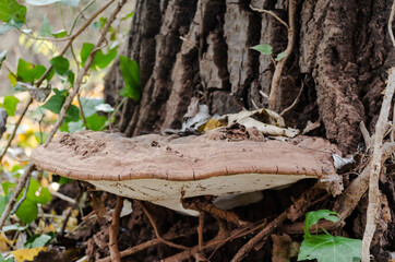A huge spot on an old poplar tree 
