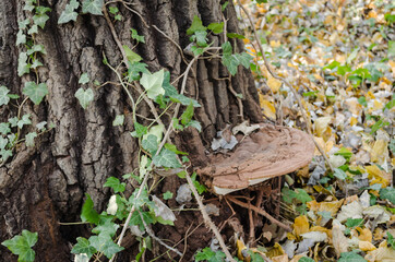 A huge spot on an old poplar tree 