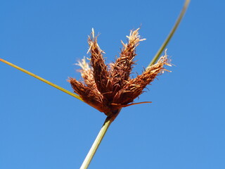 Sea Clubrush (Bolboschoenus maritimus)