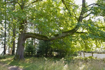 An old spreading maple tree.