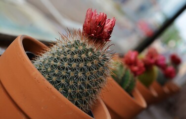 line of cactus in a pot on windowsill, cacti