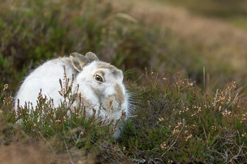 white mountain hare sitting on green heather on a winter day. Lepus timidus hares change fur colour...