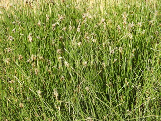  Divided Sedge (Carex divisa)