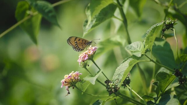 a beautiful butterfly is collecting honey in the garden