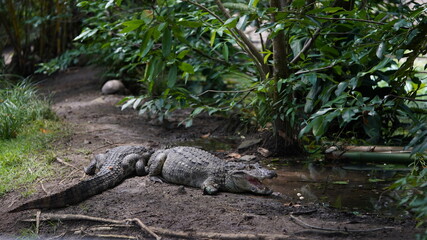 alligator in the everglades