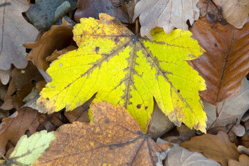 Ahornblatt auf Waldboden im Herbst