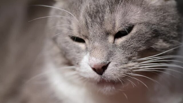 The face of a beautiful soft gray cat lying and dozing on the sofa. Selective focus. Close-up.
