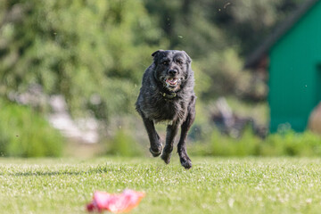 Dog running in the field on lure coursing competition