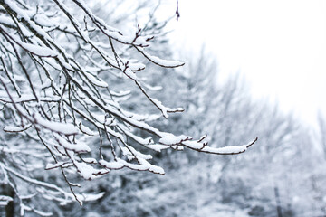 Tree branches covered with snow. Beautiful winter landscape. The Abant Lake Natural Park Karadeniz (Black Sea) Region, BOLU, TURKEY. Winter holidays, Xmas concept.