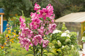 Pink Red Easter Lily flowers in garden. Lilies blooming close up