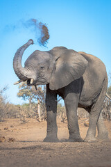 Elephant throwing dust