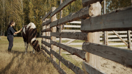 A young woman groom brushes a brown horse with white spots near the stable