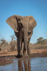 Fototapeta premium Elephant at waterhole
