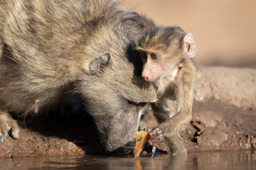 Baboon mother and child at waterhole