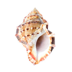Sea shell art watercolor illustration from the ocean on white background