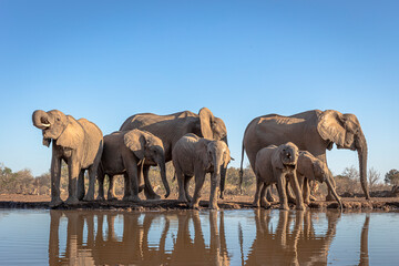 Fototapeta na wymiar Elephants at waterhole