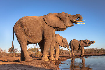 Fototapeta na wymiar Elephants at waterhole
