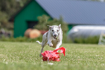 Whippet running in the field on lure coursing competition
