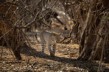 Patrolling leopard