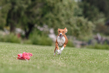 Basenji running in the field on lure coursing competition